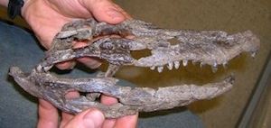 Alligator Fossil